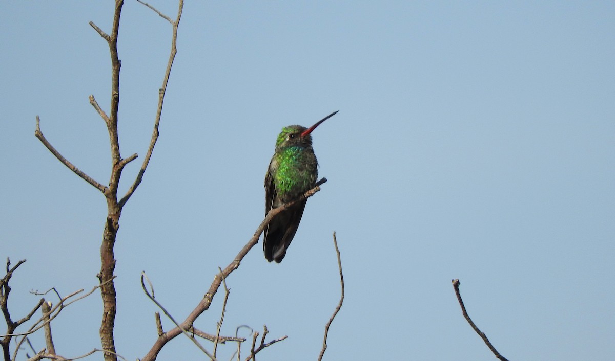 Broad-billed Hummingbird - ML435574201