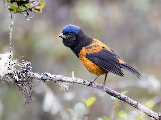  - Golden-backed Mountain Tanager