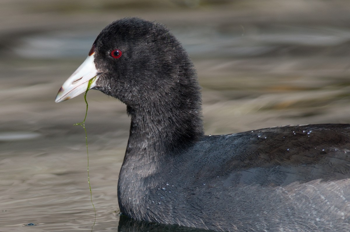 American Coot (Red-shielded) - ML43557571