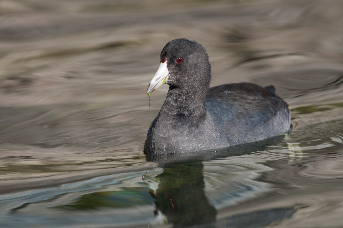 American Coot (Red-shielded) - ML43557591
