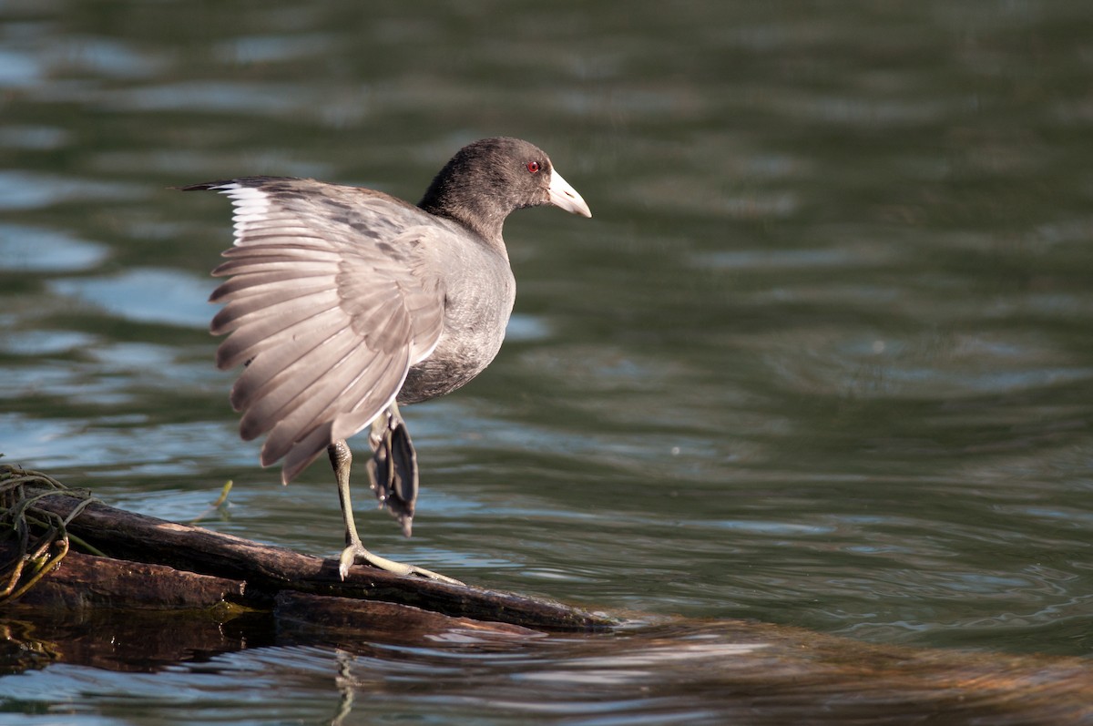 American Coot (Red-shielded) - ML43557601