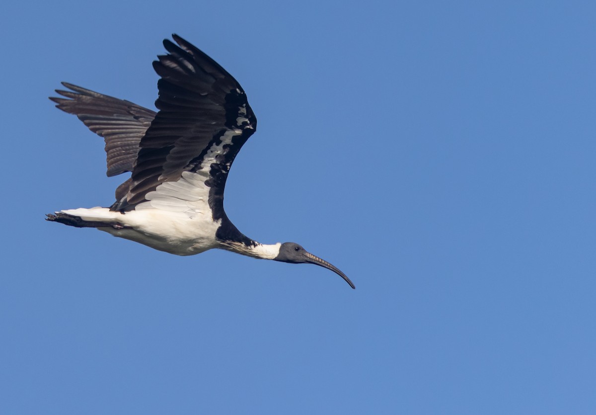 ibis slámokrký - ML435578271