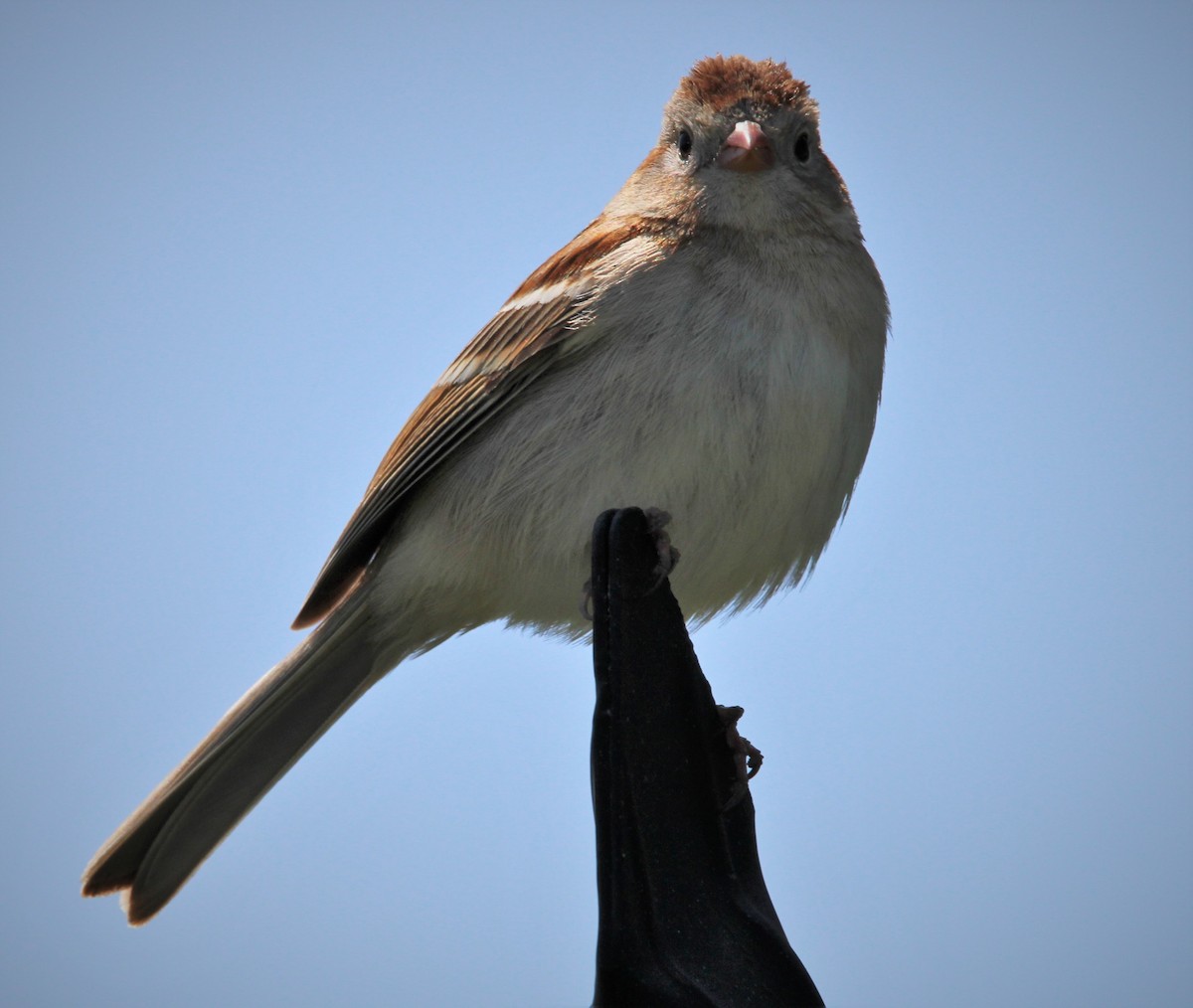 Field Sparrow - ML435578881
