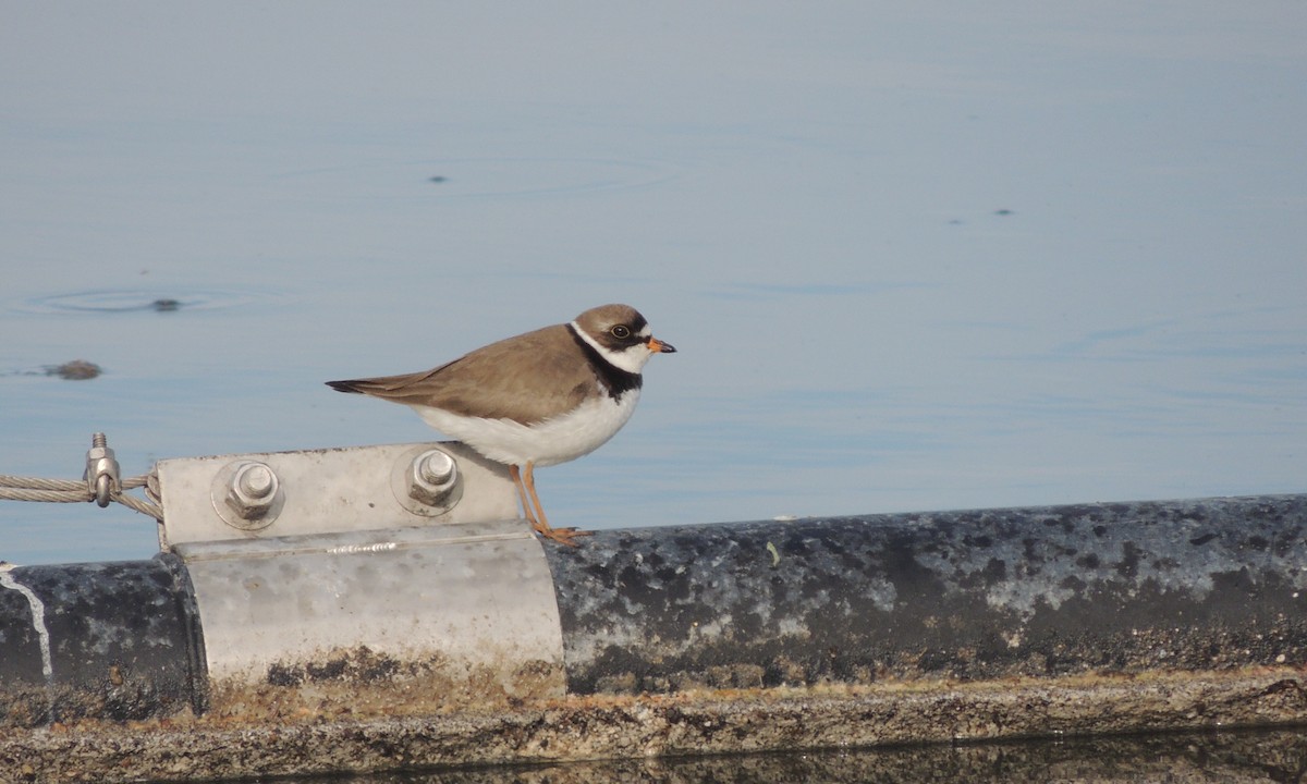 Semipalmated Plover - ML43557951