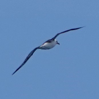 Laysan Albatross - Steve Keith