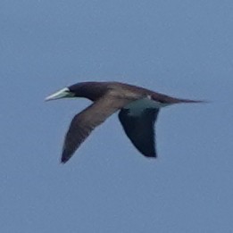 Brown Booby - ML435586231