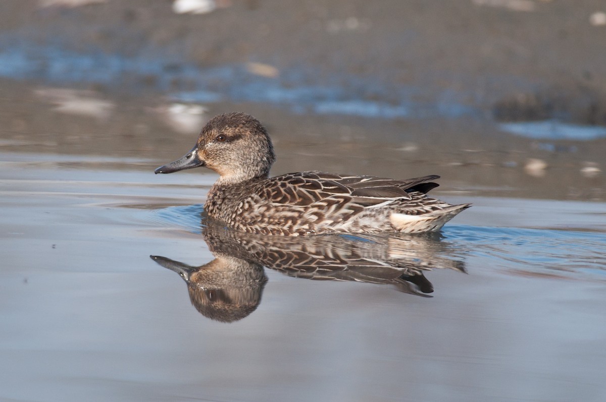 Green-winged Teal - ML43558961