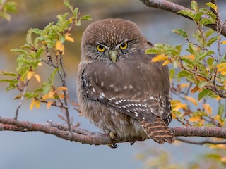 - Austral Pygmy-Owl