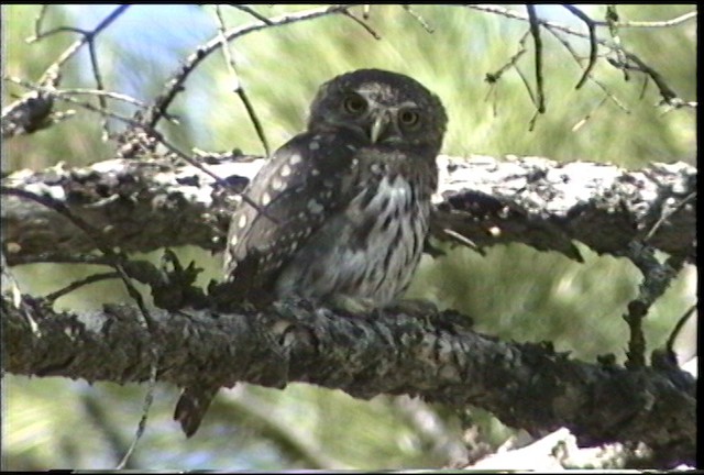 Northern Pygmy-Owl (Rocky Mts.) - ML435593