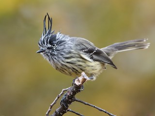  - Tufted Tit-Tyrant