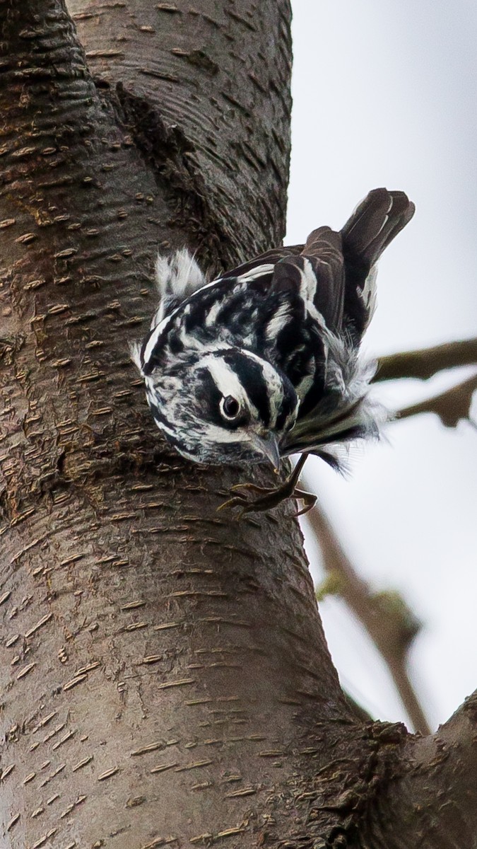 Black-and-white Warbler - ML435594241
