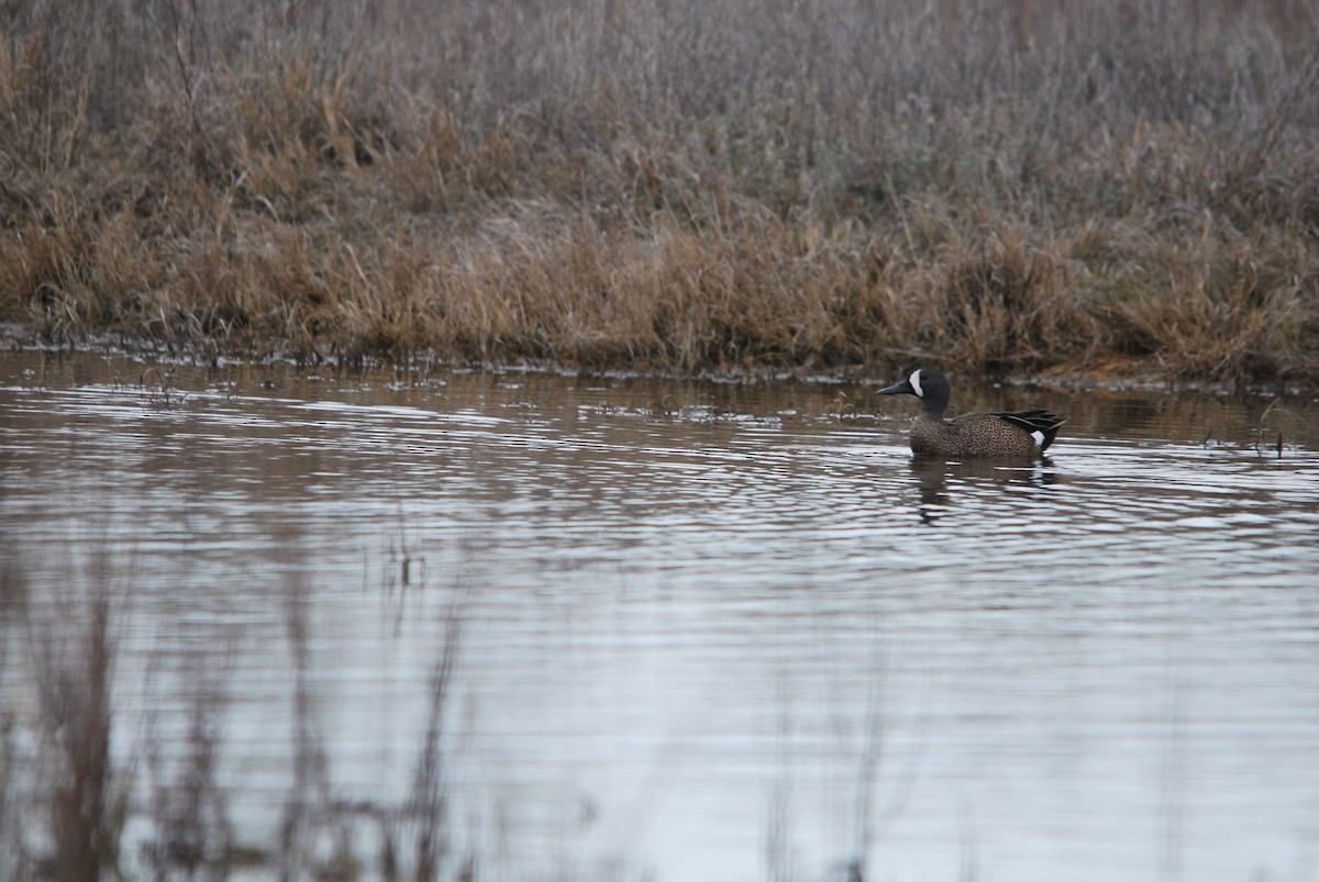 Blue-winged Teal - ML435595301