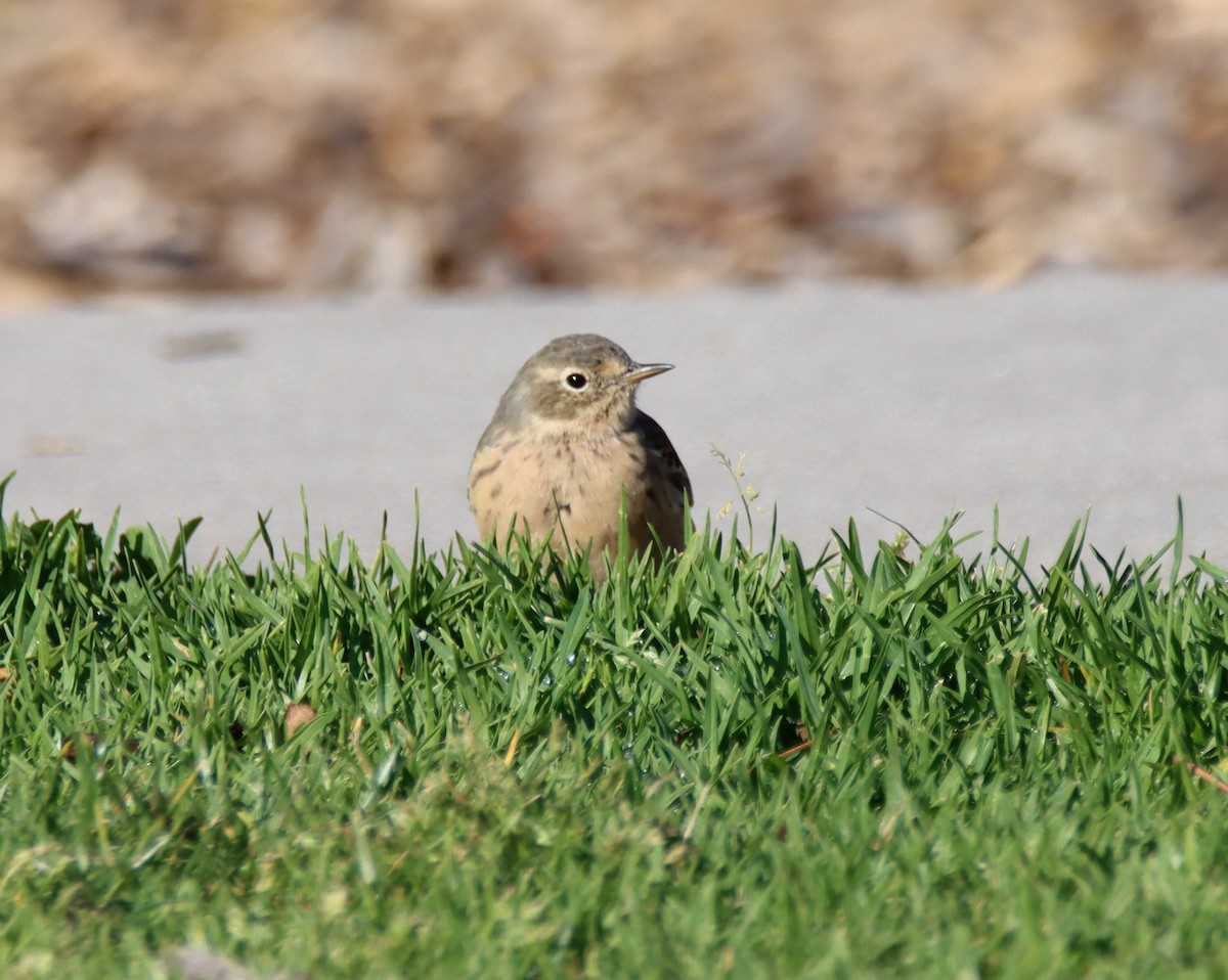 American Pipit - Sally Veach