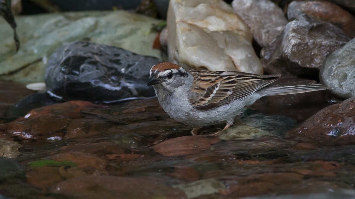 Chipping Sparrow - ML435596031