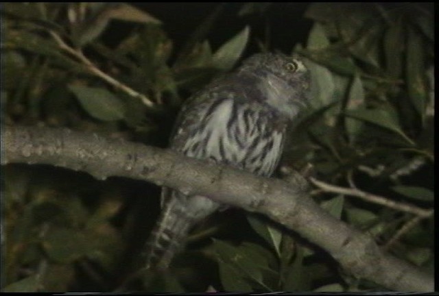 Northern Pygmy-Owl (Rocky Mts.) - ML435597
