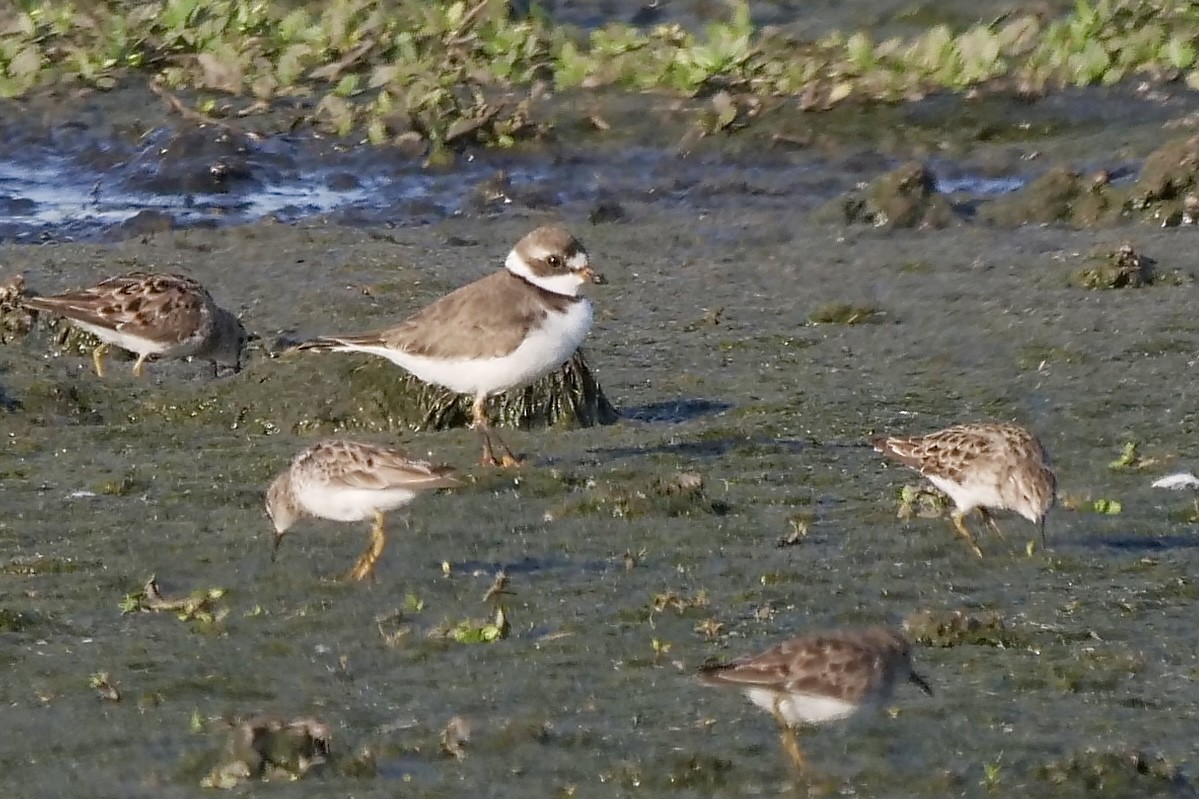 Semipalmated Plover - ML435597941