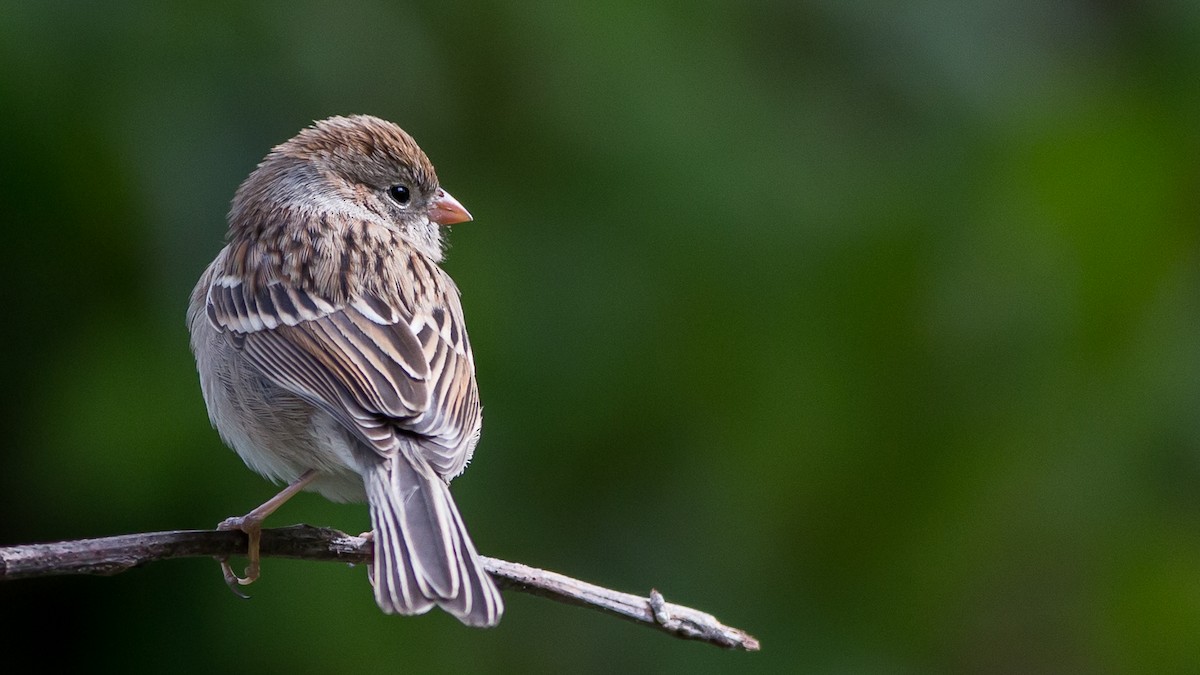 Field Sparrow - Roger Schroeder