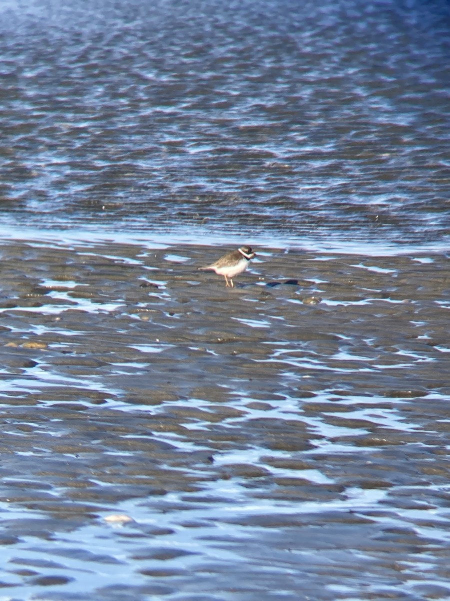 Semipalmated Plover - ML435598531