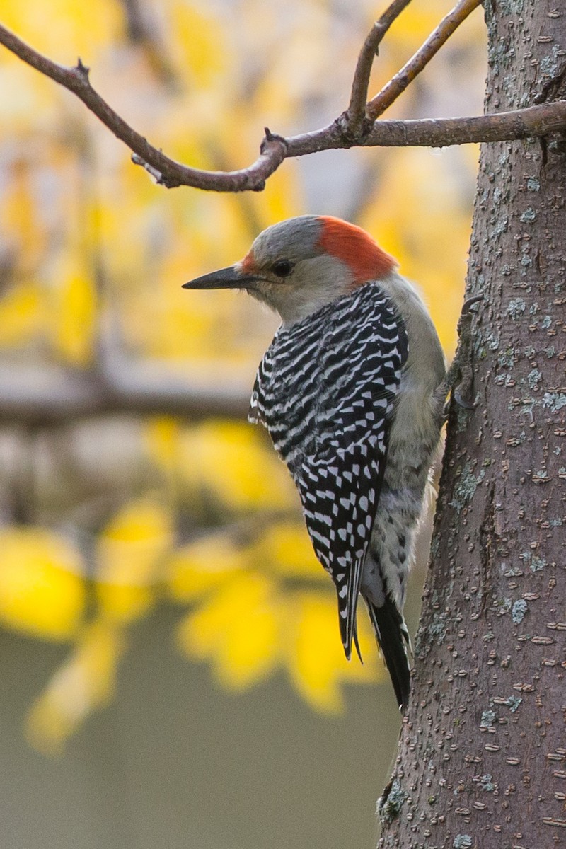 Red-bellied Woodpecker - ML435598711