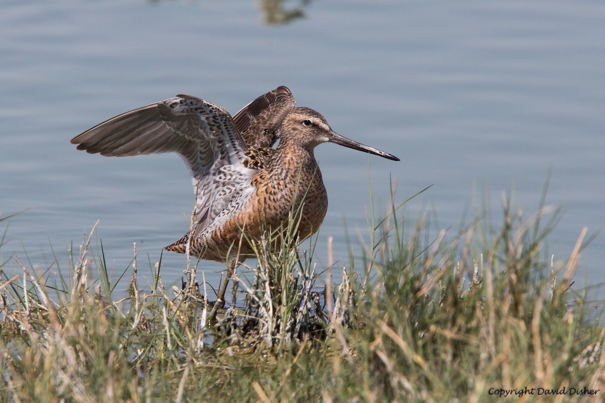 Long-billed Dowitcher - David Disher