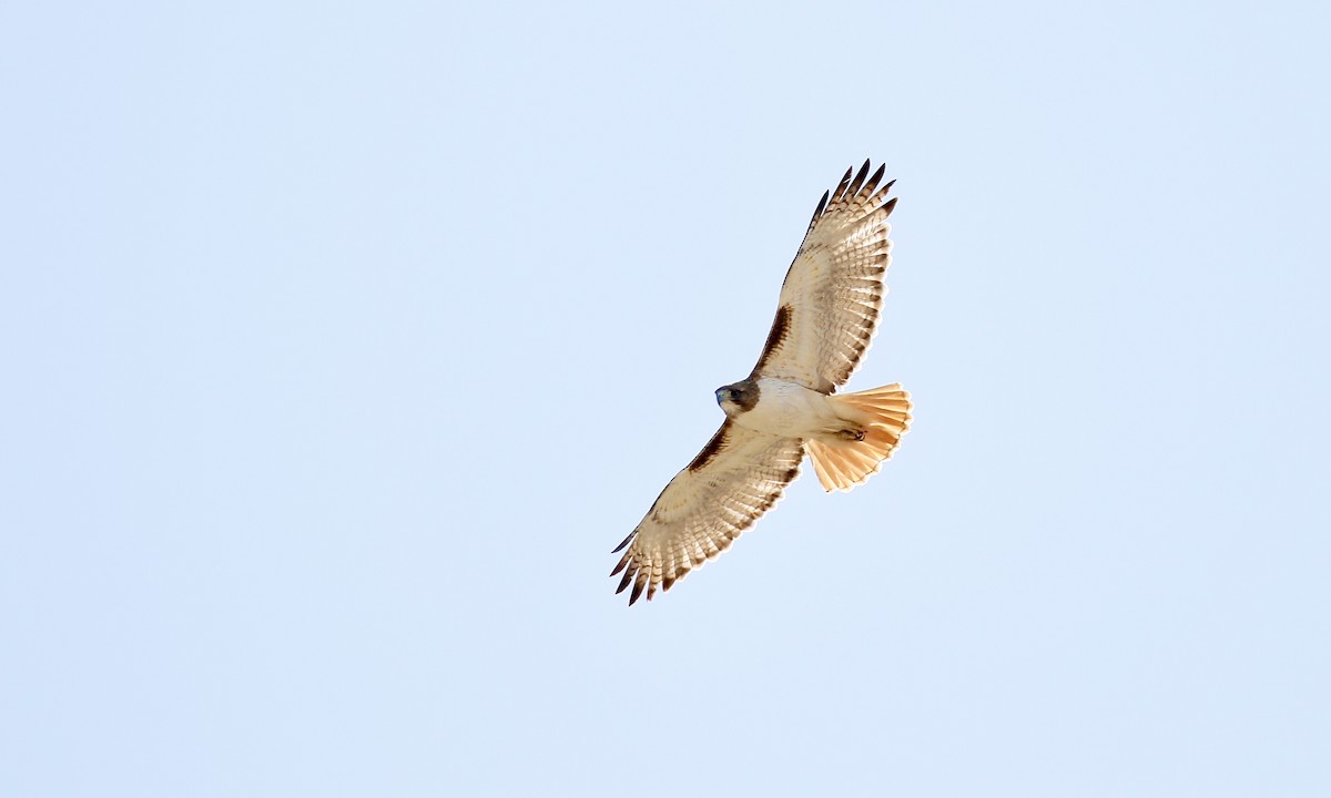 Red-tailed Hawk (fuertesi) - ML435598991