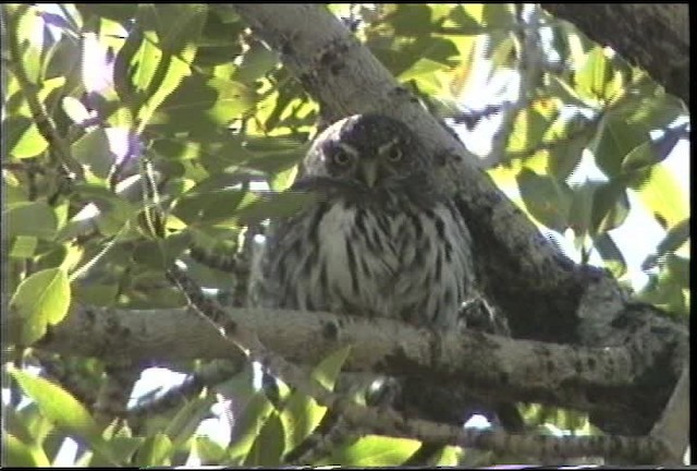 Northern Pygmy-Owl (Rocky Mts.) - ML435601