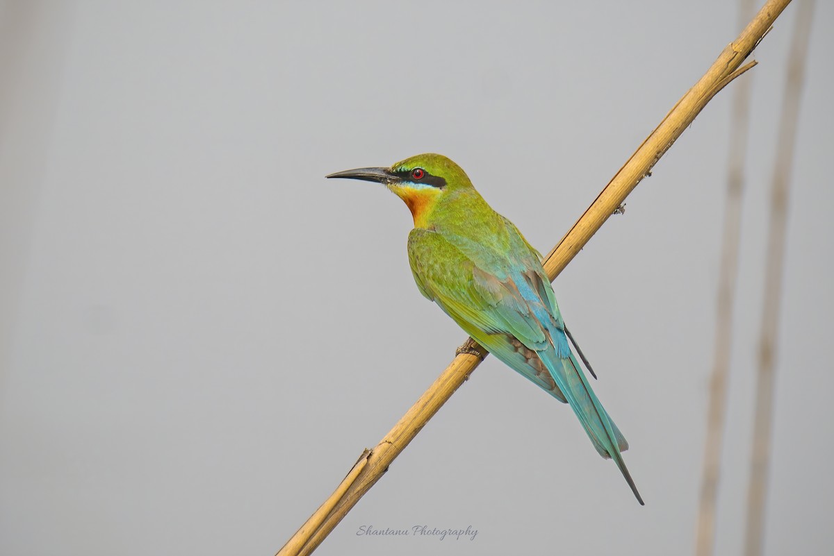 Blue-tailed Bee-eater - Shantanu Mukherjee