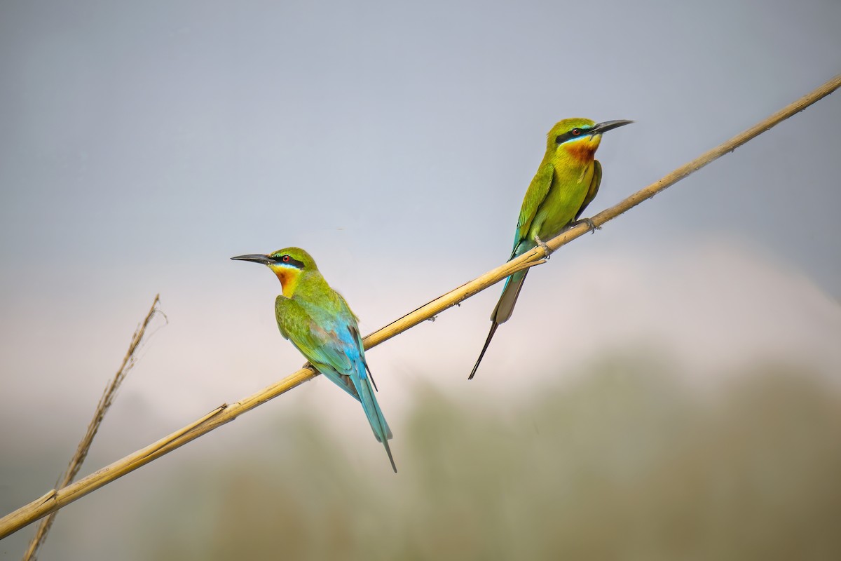 Blue-tailed Bee-eater - ML435622141