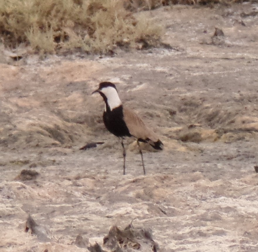 Spur-winged Lapwing - ML435622381