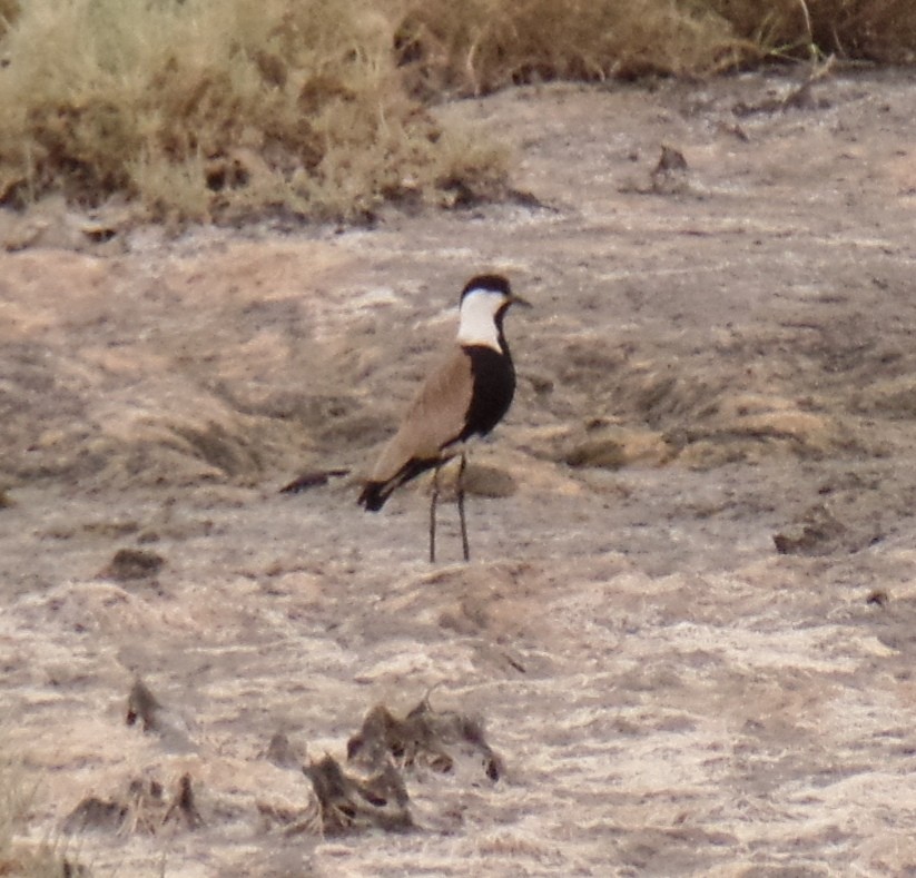 Spur-winged Lapwing - ML435622391
