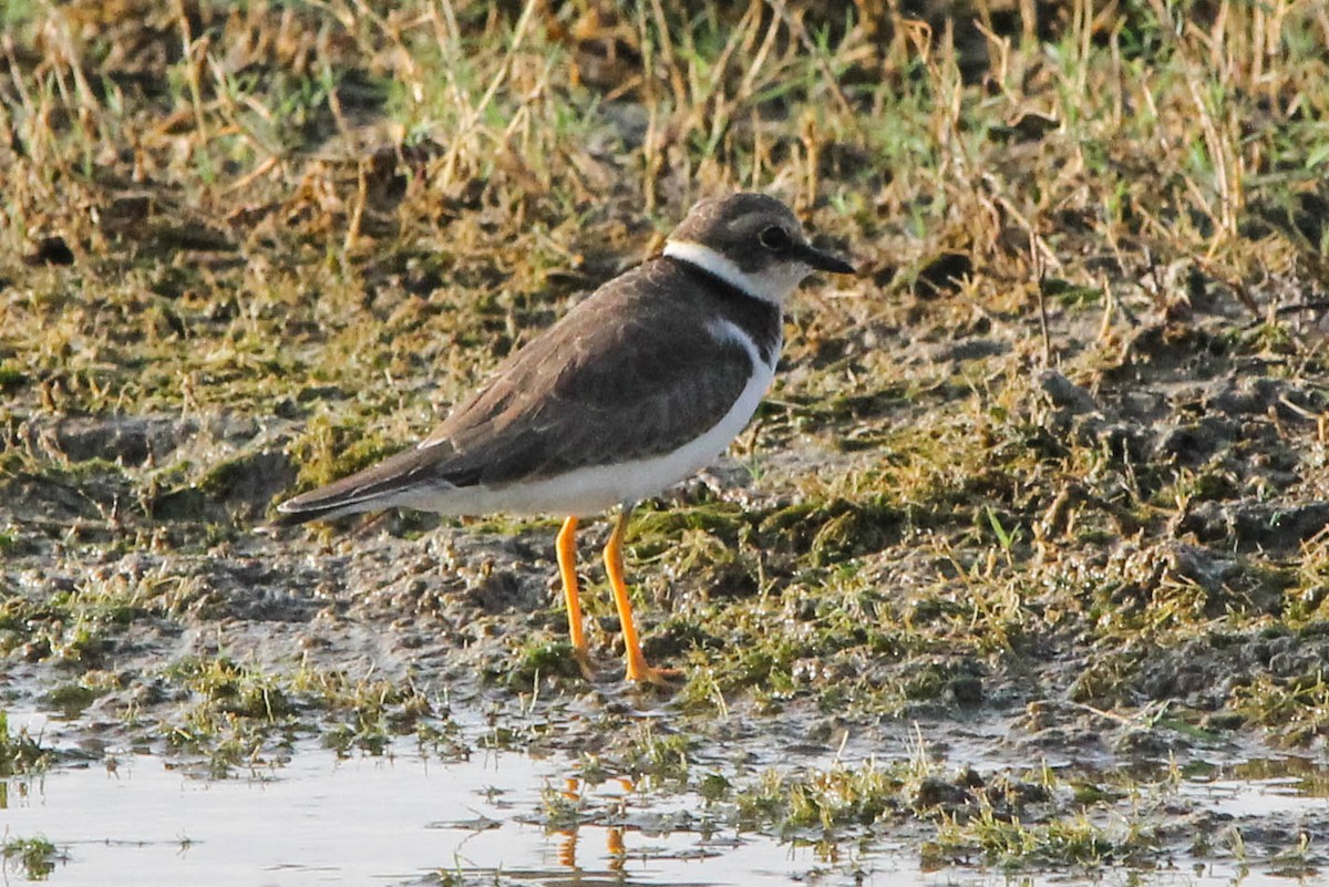 Common Ringed Plover - ML435626741