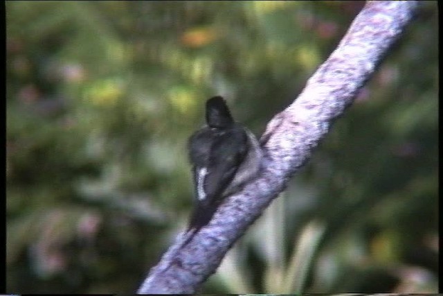 Puerto Rican Woodpecker - ML435627