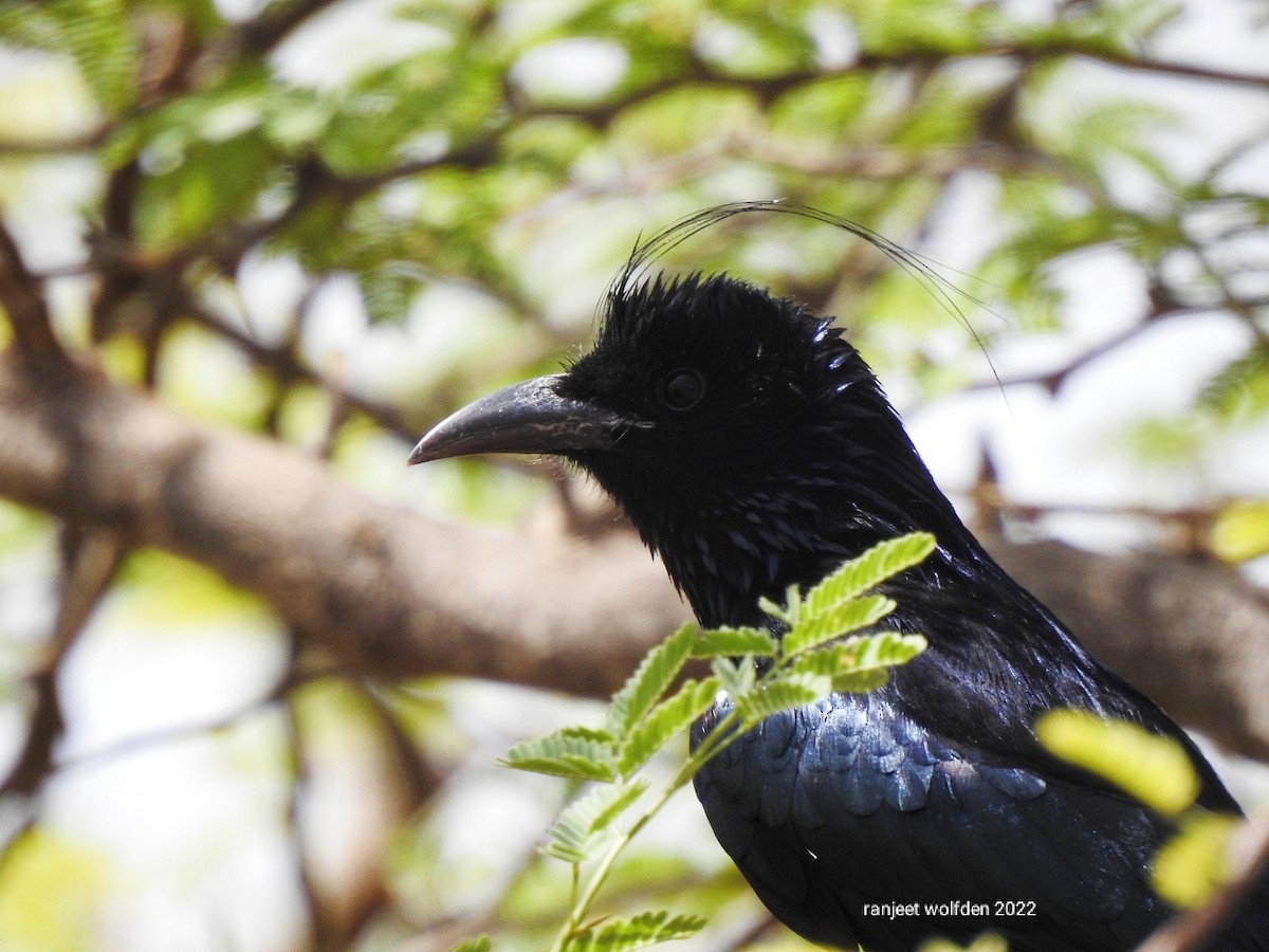 Hair-crested Drongo - ML435627301