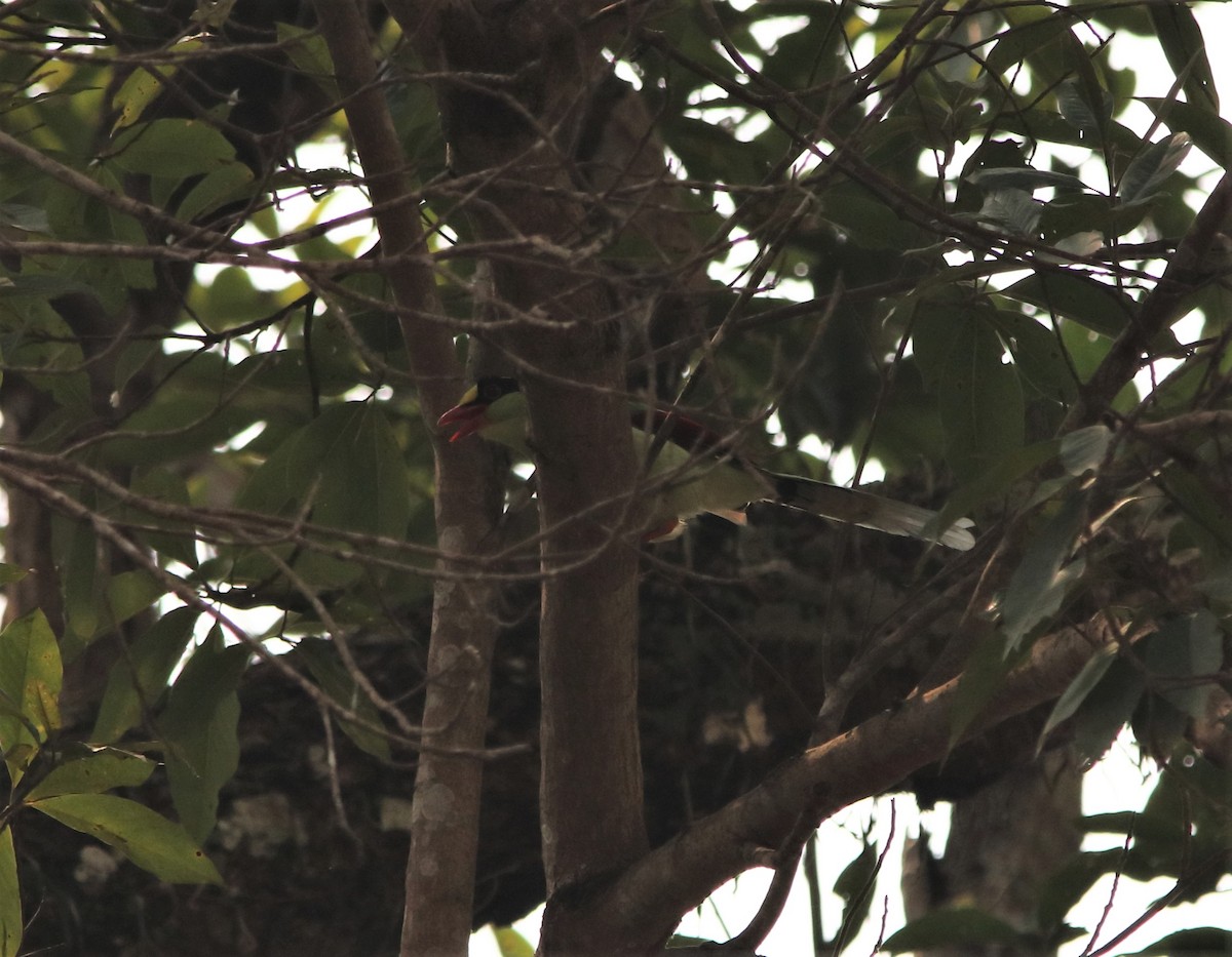 Common Green-Magpie - dhanapal kondasamy