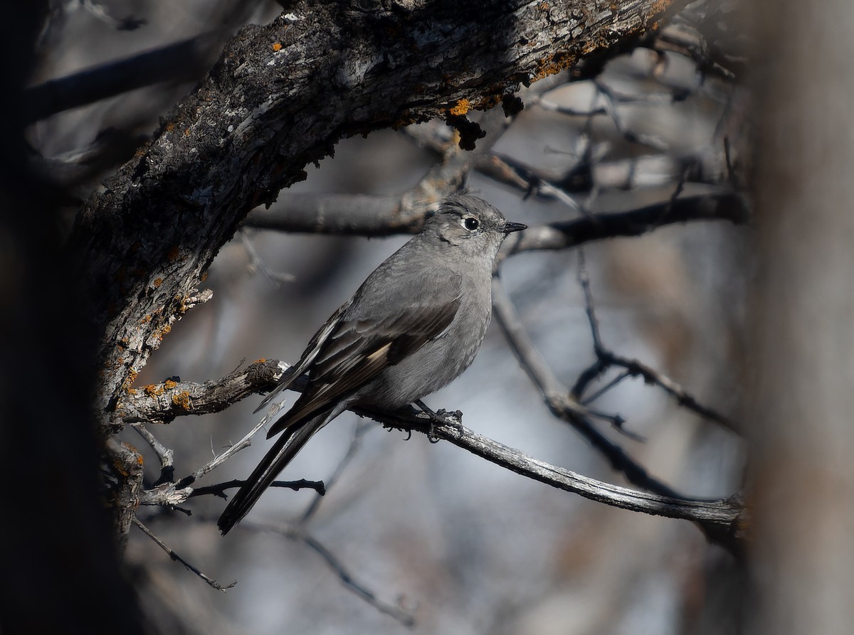 Townsend's Solitaire - ML435629191