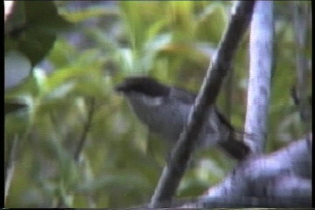 Puerto Rican Tanager - ML435630