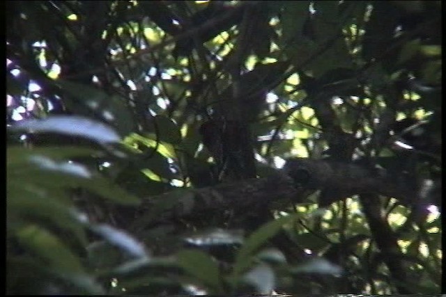 Puerto Rican Lizard-Cuckoo - ML435635