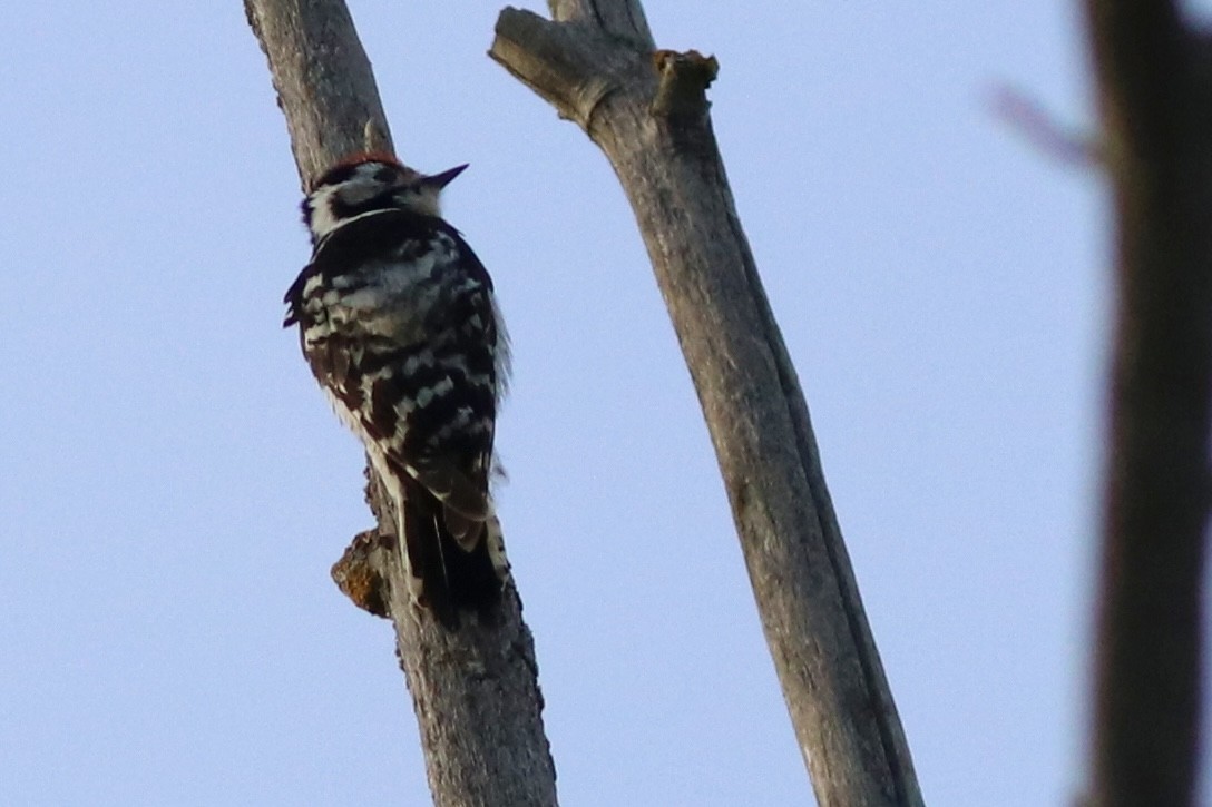 Lesser Spotted Woodpecker - Matt Yawney