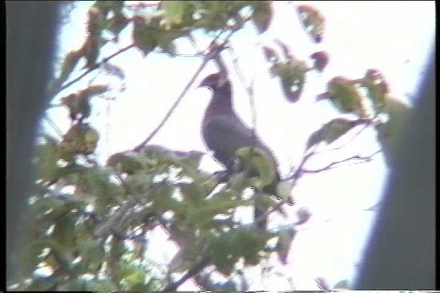 Scaly-naped Pigeon - ML435652