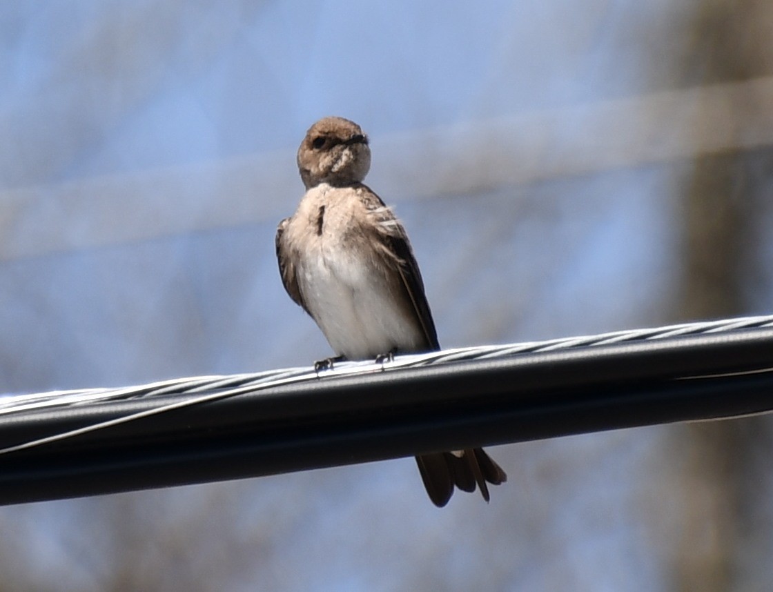 Northern Rough-winged Swallow (Northern) - ML435652001