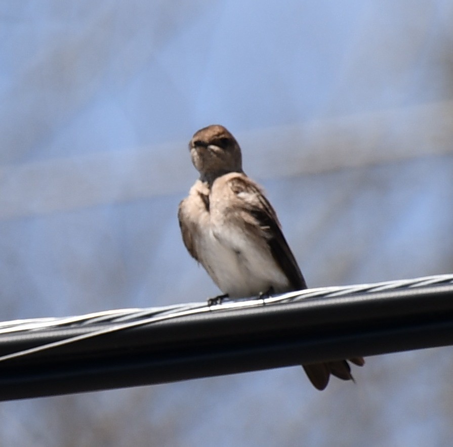 Northern Rough-winged Swallow (Northern) - ML435652021