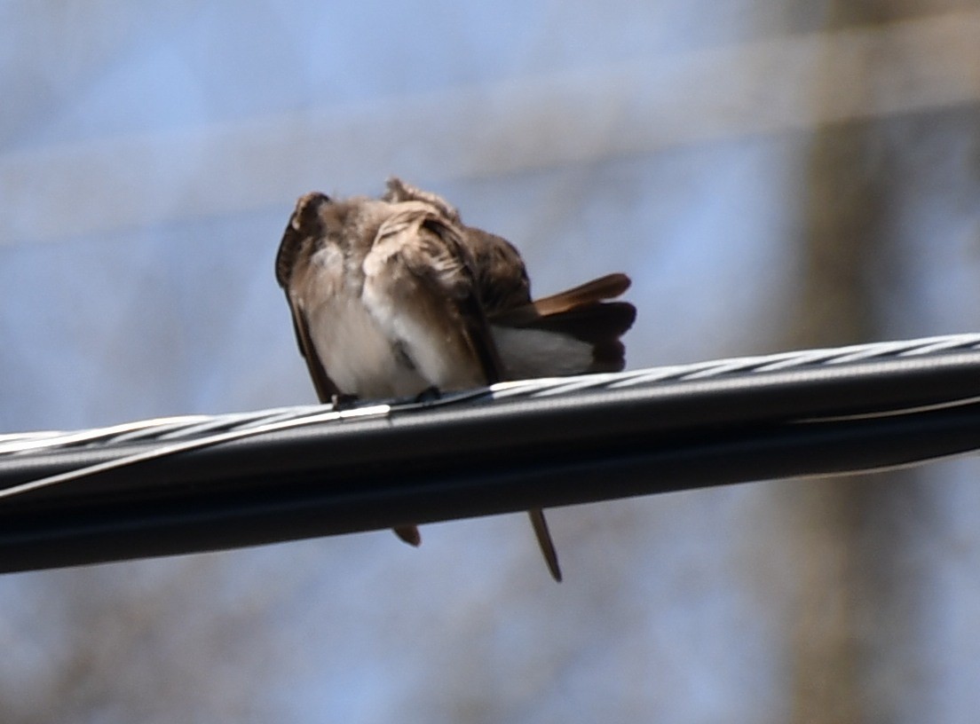 Northern Rough-winged Swallow (Northern) - ML435652031