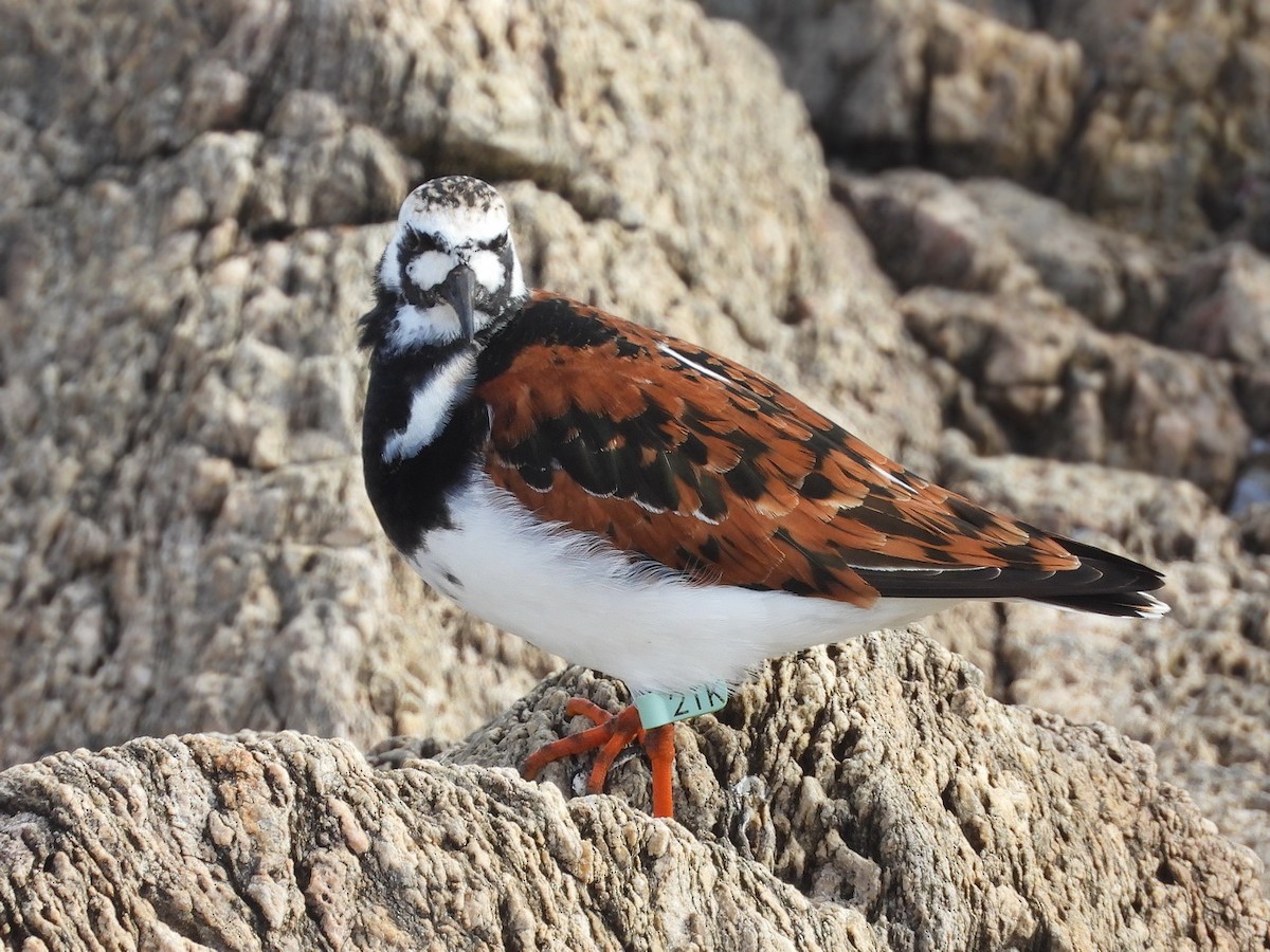 Ruddy Turnstone - Birdwatching Punta del Este