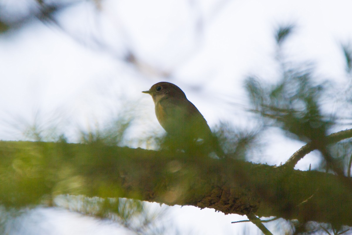 Red-flanked Bluetail - ML435656611