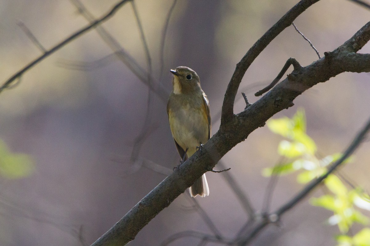 Red-flanked Bluetail - ML435656621
