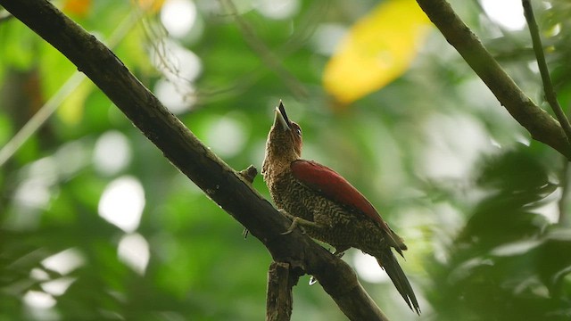 Banded Woodpecker - ML435657671