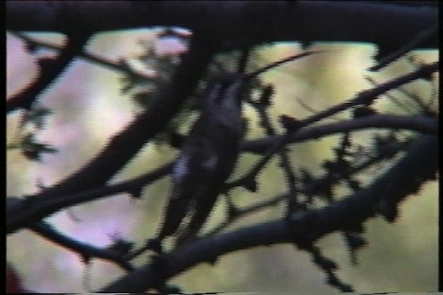 kolibřík achátový - ML435659