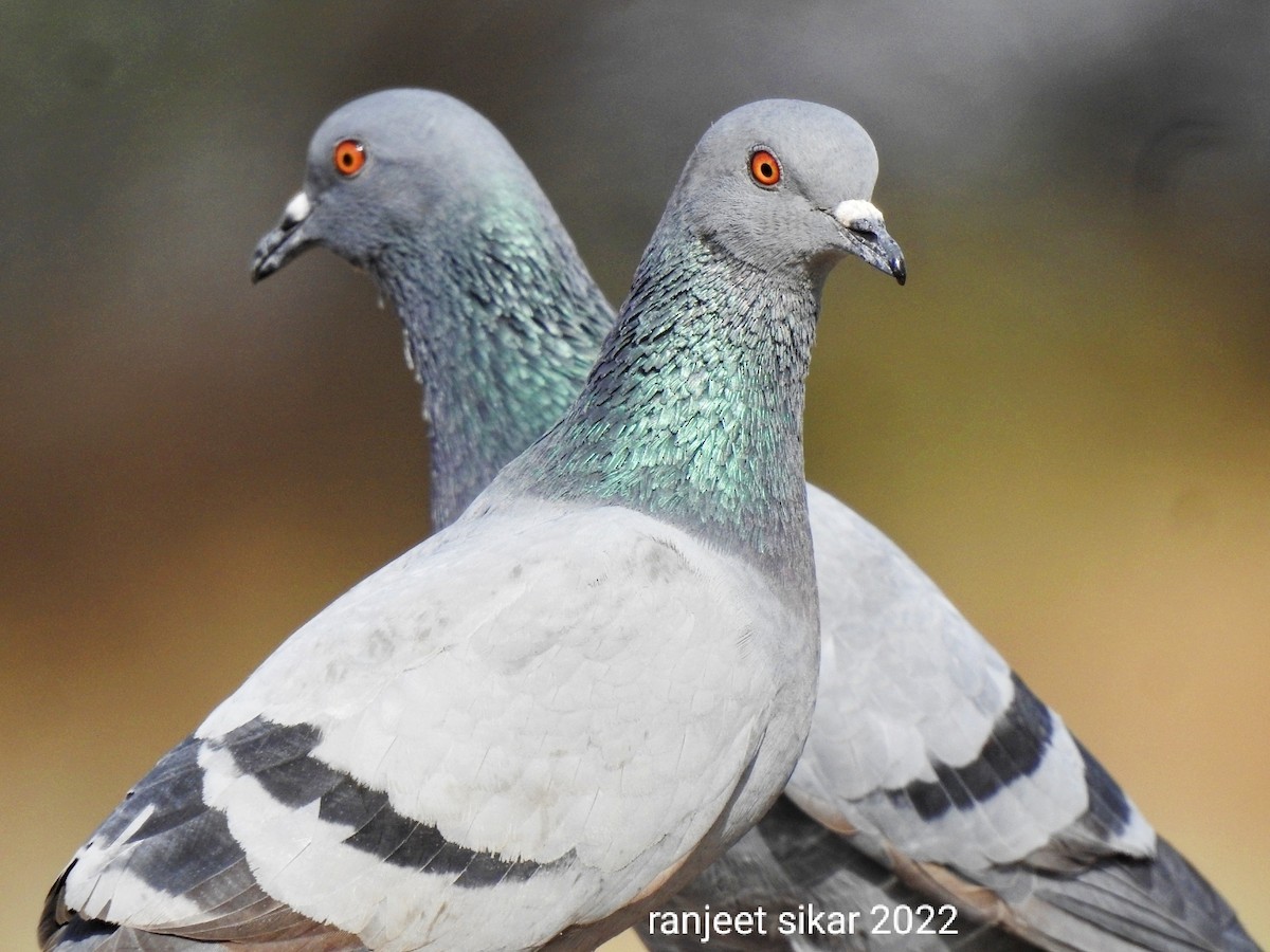 Rock Pigeon (Feral Pigeon) - Ranjeet Singh