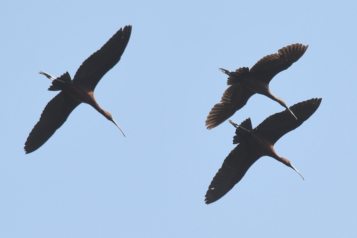 ibis hnědý - ML435661031