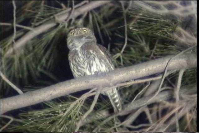 Northern Pygmy-Owl (Mountain) - ML435666